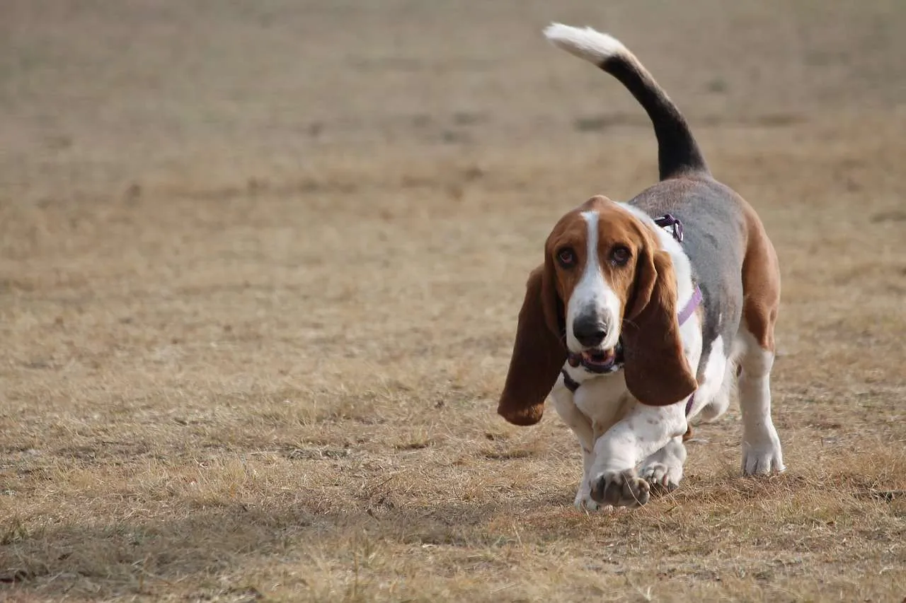 8 Tips On How To Train Your Basset Hound