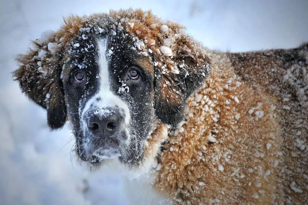 dog, domestic animal, snow-1168663.jpg