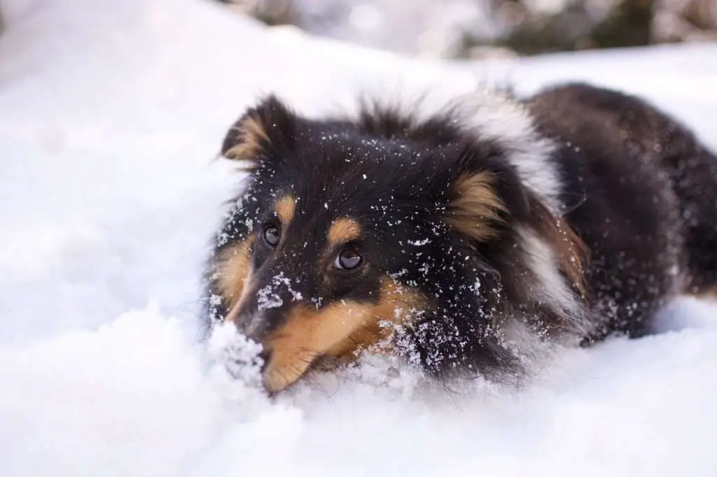 dog walk snow, shetland sheepdog, shetland sheepdog tricolour-6000001.jpg