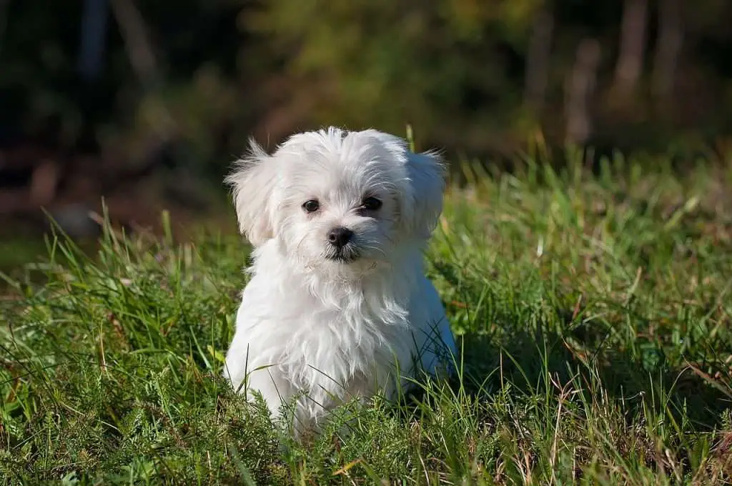 maltese, dog, puppy-1123016.jpg