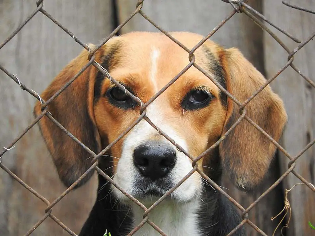 beagle, dog, locked-938013.jpg