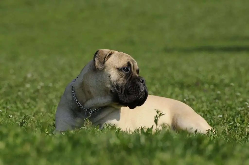bullmastiff, dog, grass-2062811.jpg