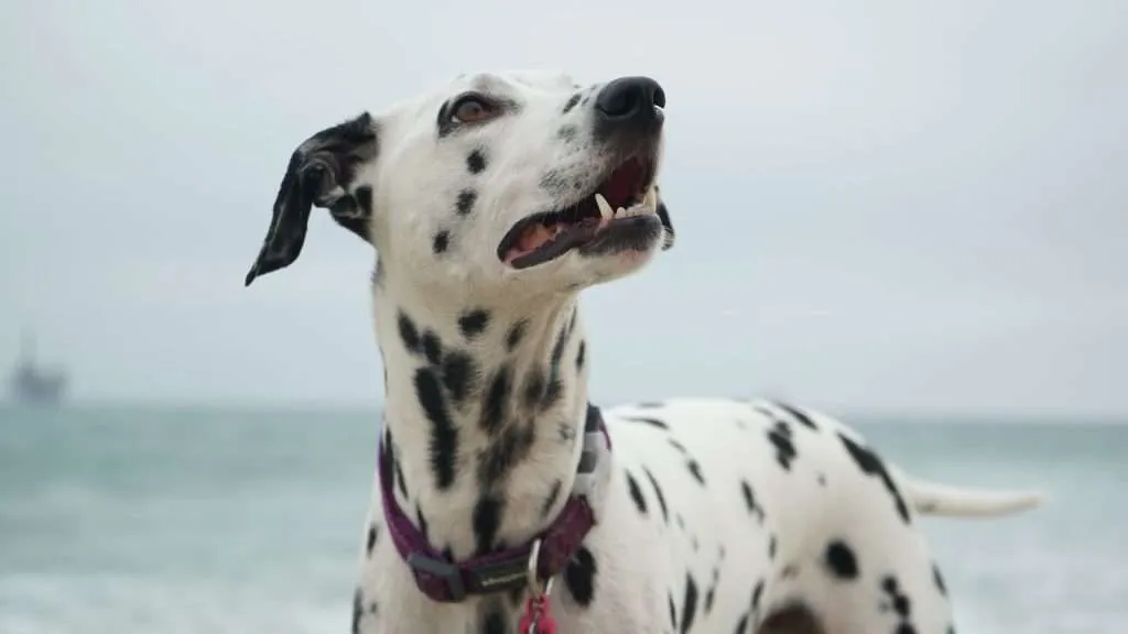 adult Dalmatian looking at right side