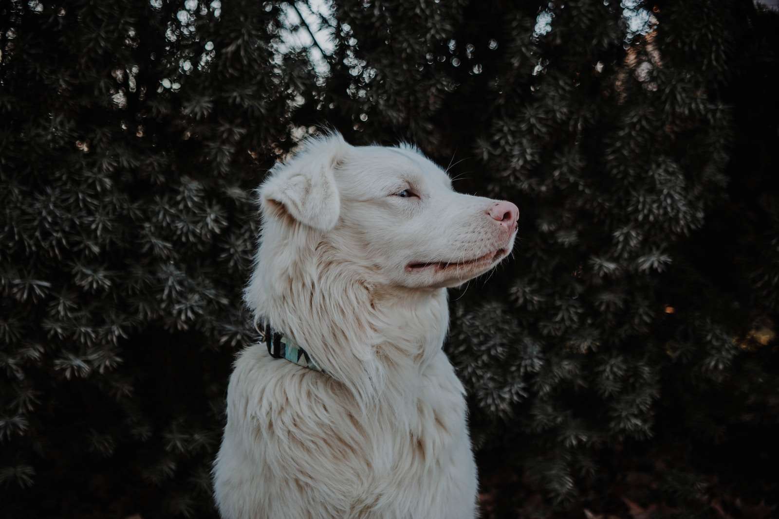 deafness in dogs