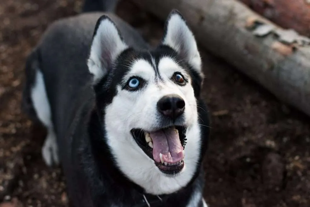 adult black and white Siberian husky standing near brown wooden board