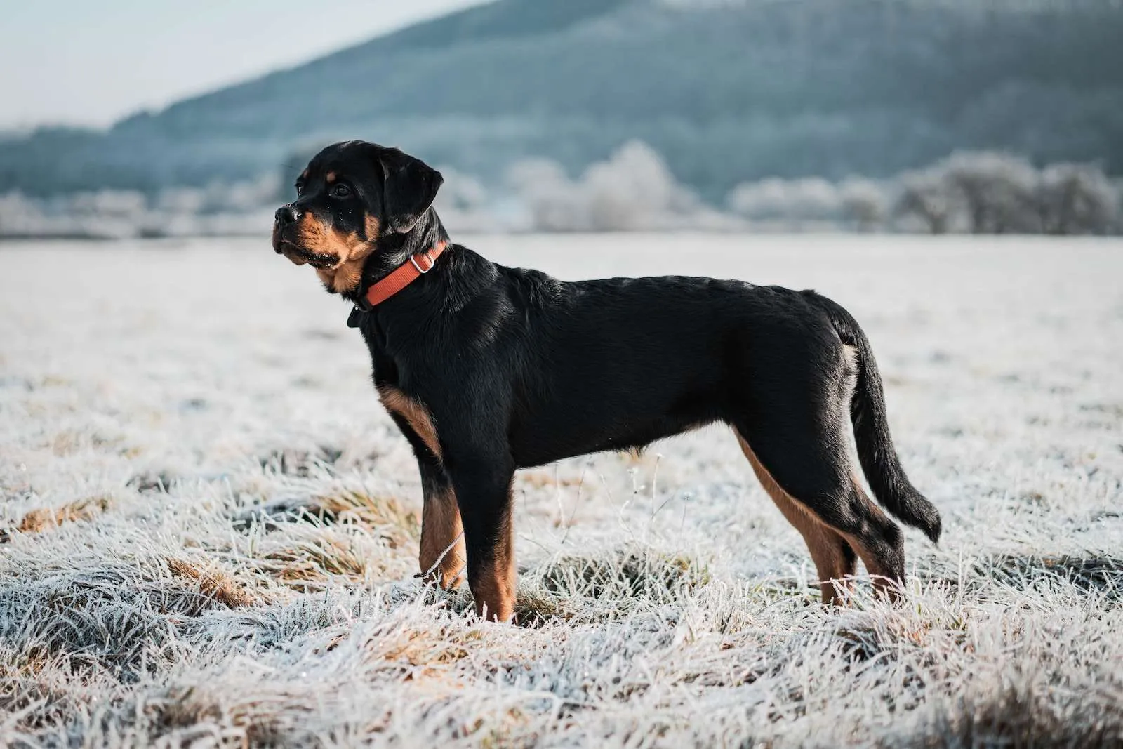 a black and brown dog standing in a frosty field