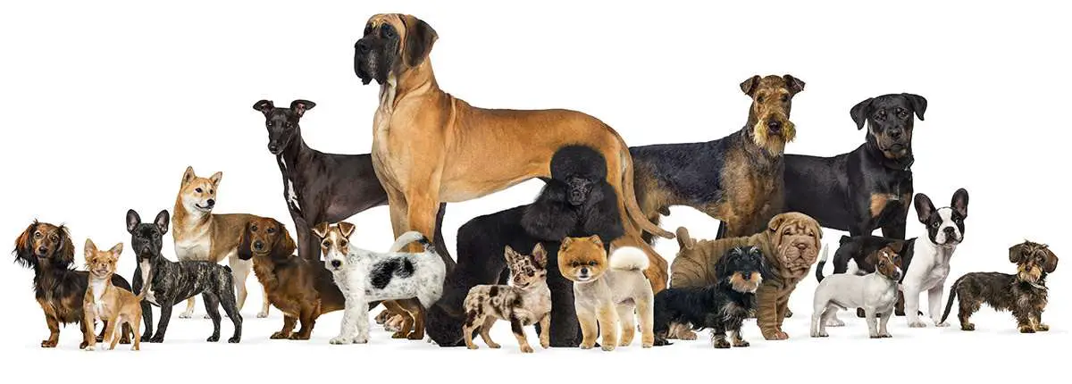 Dog Breeds - LifeInDogYears.com